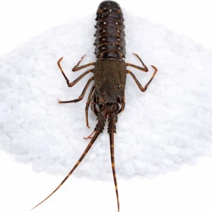 1f4919c0-1795-4e10-9bd1-7c9910157f40