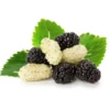 توت2